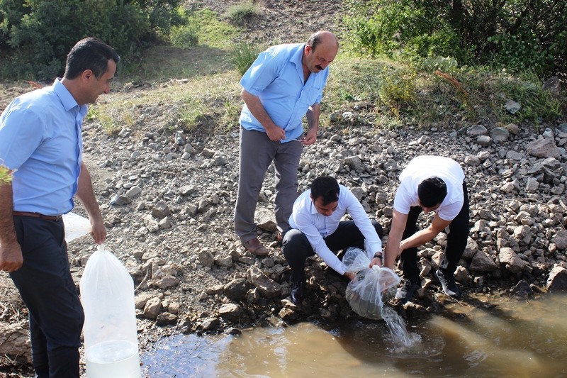 Tokat’ta 13 gölete 70 bin sazan yavrusu bırakıldı 