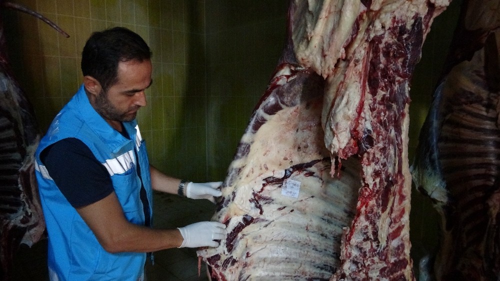 Tokat’ta 20 kurbanda bulaşıcı hastalık tespit edildi 