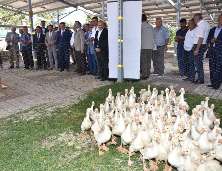 Tokat’ta, 250 çiftçiye 20’şer adet kaz dağıtıldı 