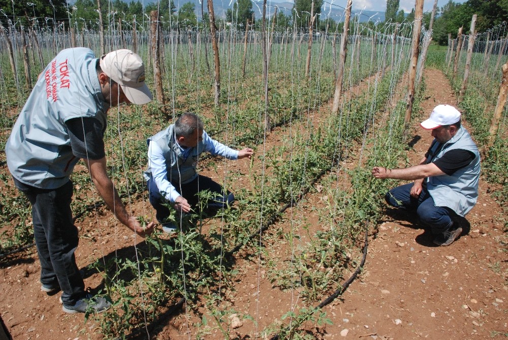 Tokat’ta 30’a yakın köyü dolu vurdu, zarar büyük 