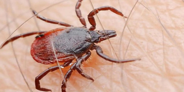 Tokat'ta 7 kişi kene ısırması sonucu hastanelik oldu