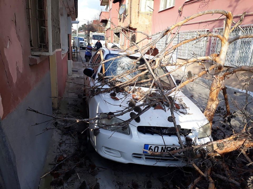 Tokat’ta aracın üzerine ağaç devrildi 