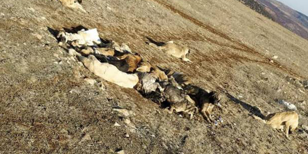 Onlarca köpek baygın halde bulundu!