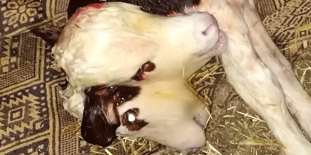 Tokat'ta çift başlı buzağı doğdu!