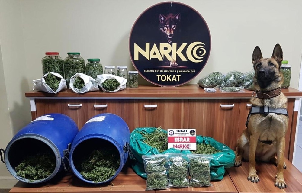 Tokat’ta esrar operasyonu, 1 kişi cezaevine gönderildi 