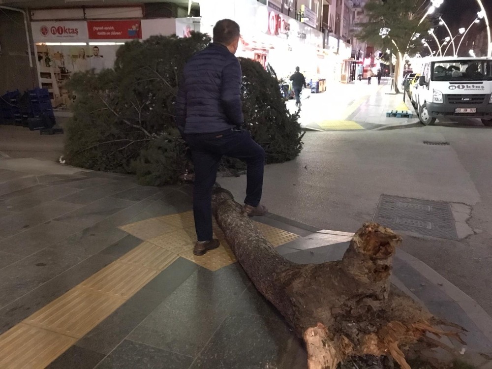 Tokat’ta fırtına ağaçları kökünden söktü 
