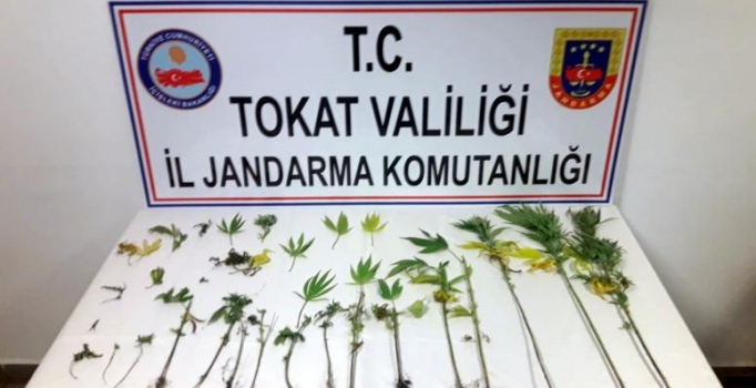Tokat'ta Hint kenevirlerini sularken yakalandı