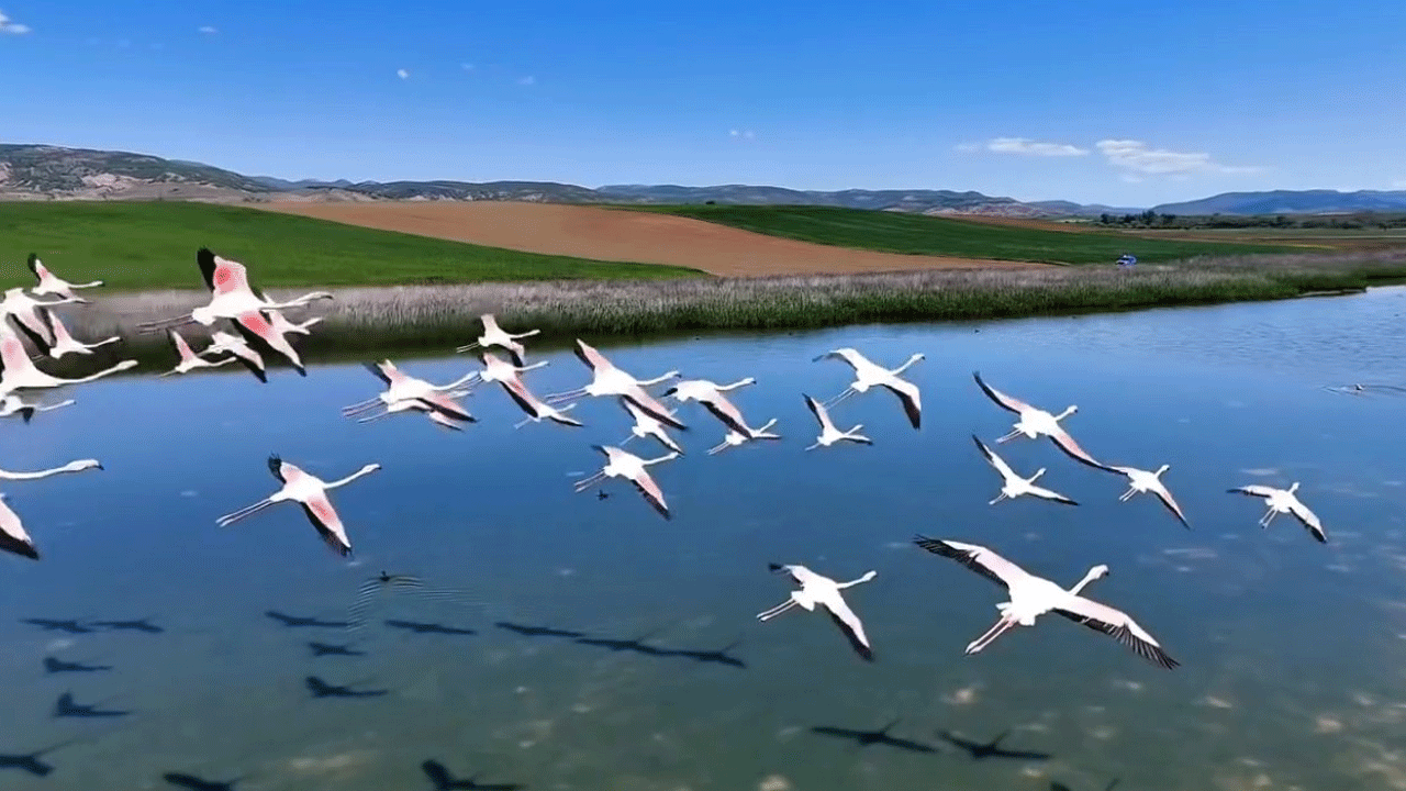Tokat'ta jandarmadan kuş devriyesi!