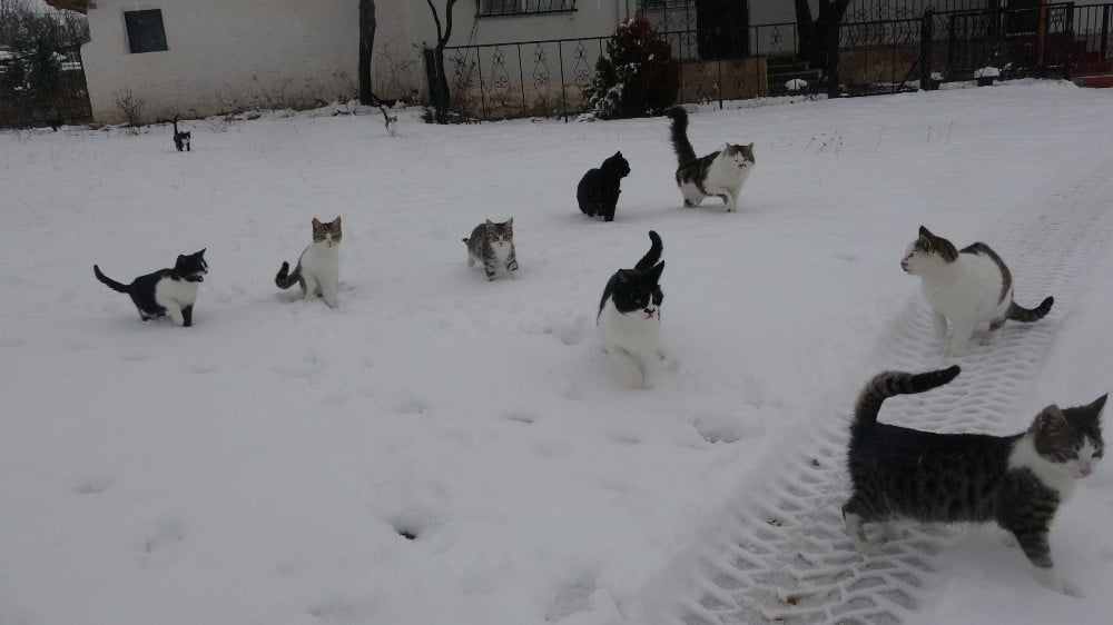 Tokat’ta kar yağışı yüksek kesimlerde etkili oldu 