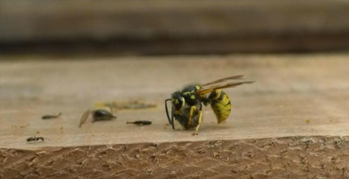 Tokat’ta katil arıların vahşi yaşam alanı görüntülendi