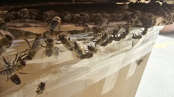 Tokat'ta korku dolu anlar! Herkes toz bulutu sandı ama gerçek ortaya çıktı