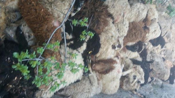 Tokat'ta korkunç görüntü! Birbirlerini ezerek öldüler