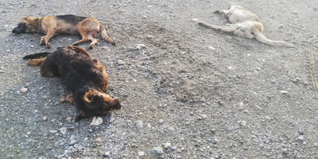 Tokat'ta korkunç olay! Yol ortasında ölü bulundular