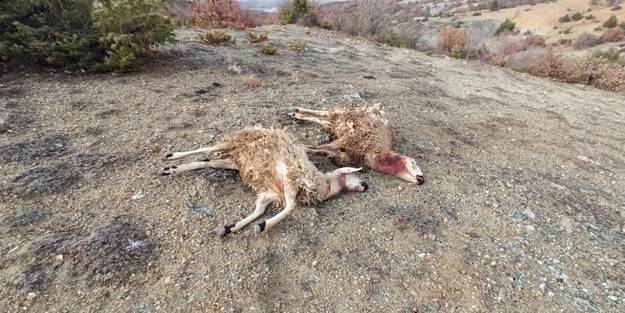 Tokat'ta kurt saldırısı: Çok sayıda koyun telef oldu