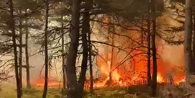 Tokat'ta orman yangını