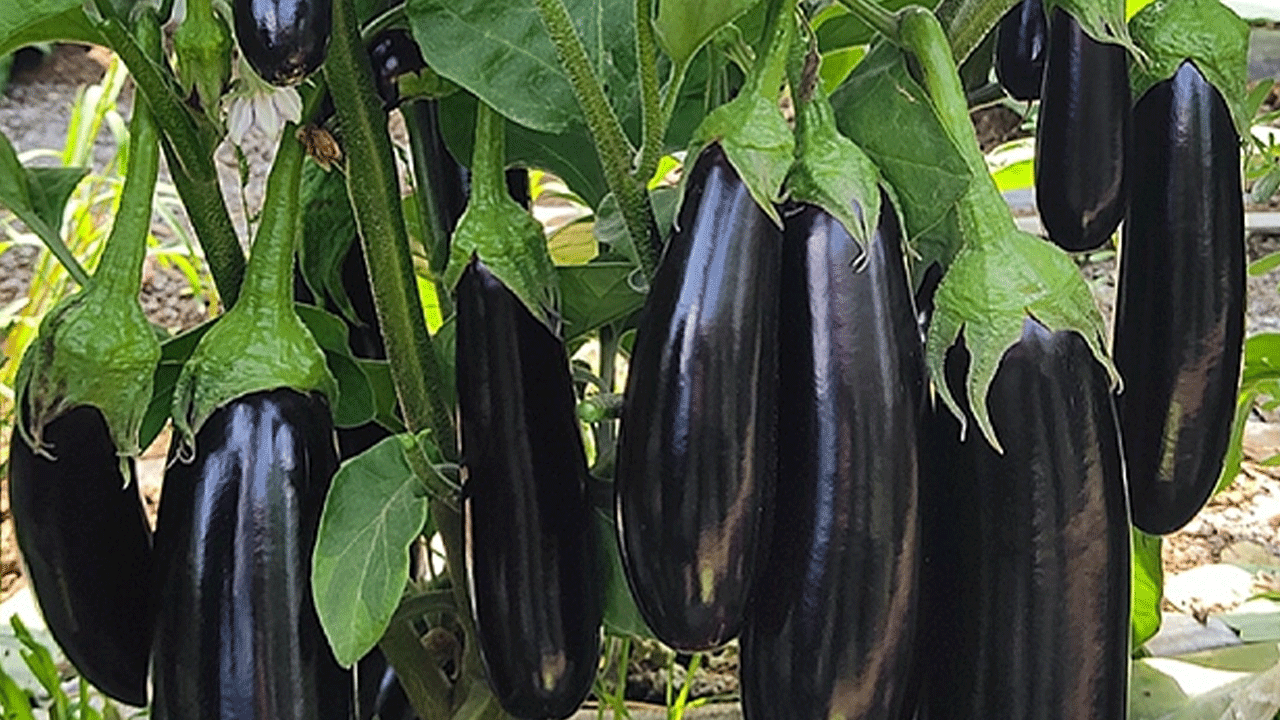 Tokat’ta şaşırtan lezzet! Patlıcanın sapı şifa kaynağı çıktı