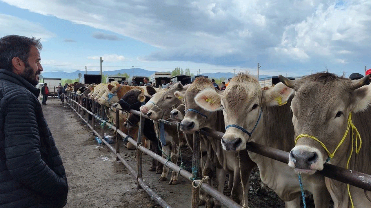 Tokat'ta şok karar! Kurban öncesi tüm hayvan pazarları kapatıldı