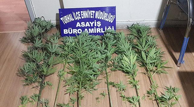 Tokat'ta uyuşturucu operasyonu!
