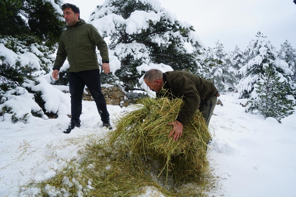 Tokat’ta yaban hayvanları için 5 ton yem 