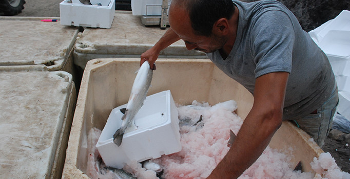 Tokat’tan Japonya’ya somon satışı