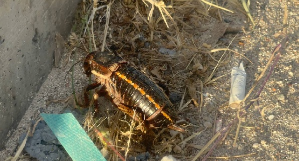 Tombul çekirge o ilde görüntülendi
