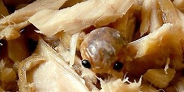 Ton balığı konservesinden yaratık çıktı!