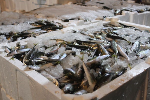 Tonlarca balık bir saatte tükeniyor