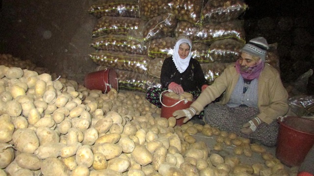Tonlarca patates 8 ay mağaralarda saklanıyor