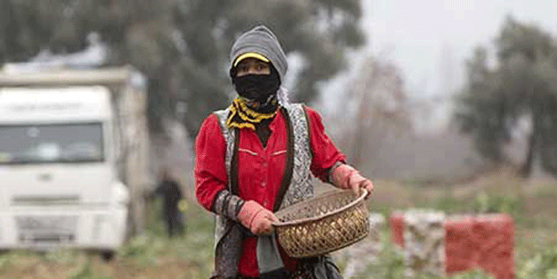 Tonlarcasını bırakmışlardı! Fiyatı bir anda fırlayınca tarlaya koştular