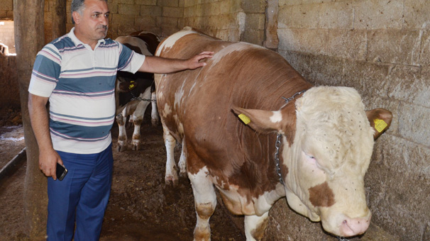 Tonluk kurbanlıklar satışa çıktı