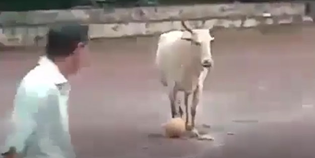 Topla oynayan inek gündemi salladı!