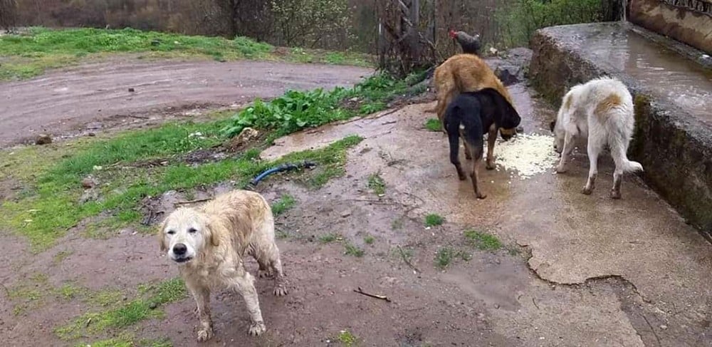 Topladıkları köpekleri, ormanlık alana bırakarak ölüme terk ettiler 