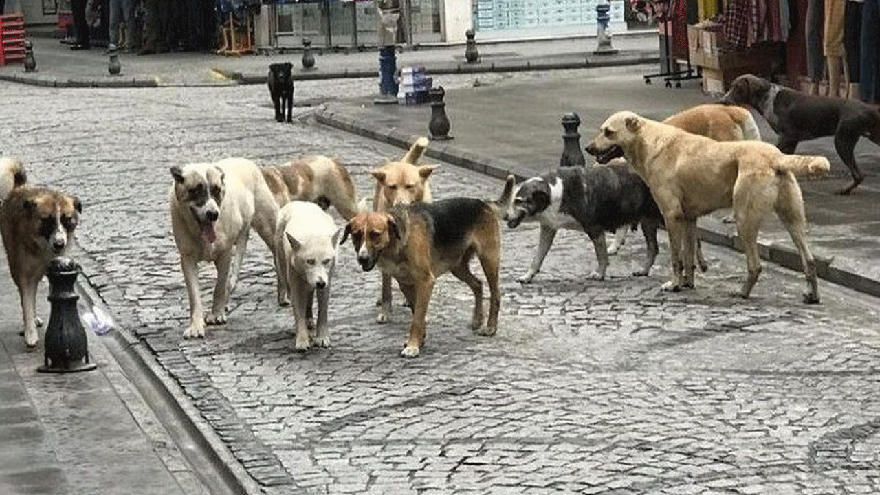Toplama kararını takan yok! Başıboş köpek sorunu belediyelerin ihmaliyle büyüyor!