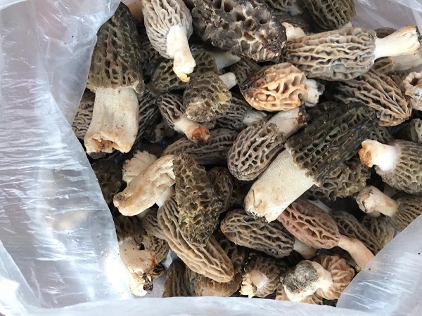 Toplamak için birbirleriyle yarışıyorlar! Ormanda yetişiyor kilosu 400 TL'ye satılıyor