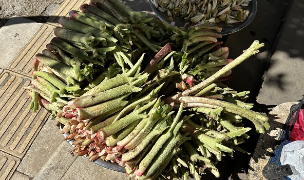 Toplaması çok zor ama... İyi gelmediği hastalık yok! Tam bir şifa deposu
