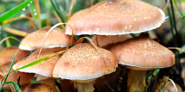 Toplamaya gittiği mantar sonu oldu