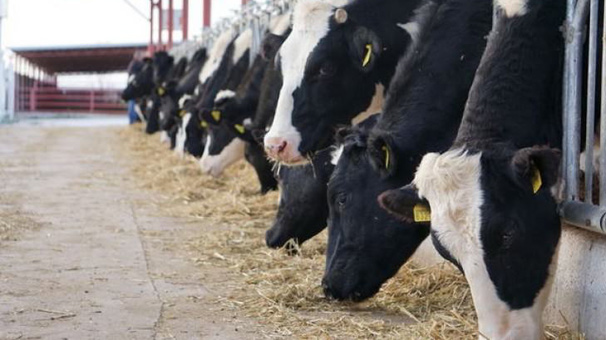 Toplanan inek sütü miktarı temmuzda yükseldi