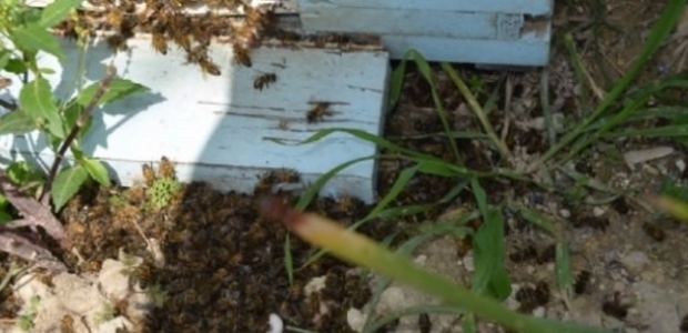 Toplu arı ölümleri korkutuyor!