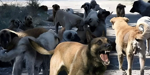 Toplum başıboş köpek istemiyor! Halkın yüzde 65’ten fazlası teklife olumlu bakıyor