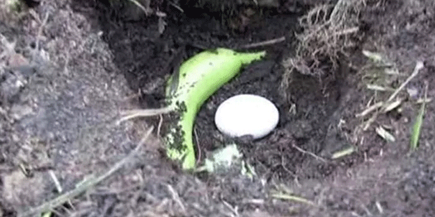 Toprağa çiğ yumurta ve muz gömerseniz bakın ne olur?