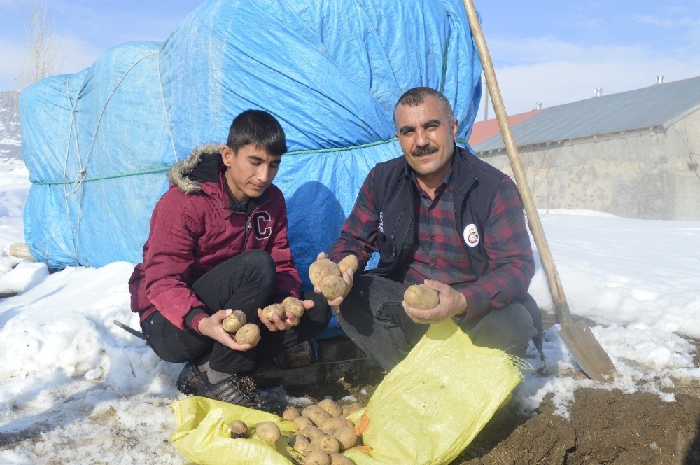 Toprağa gömülen patatesler sofraların vazgeçilmezi oluyor 