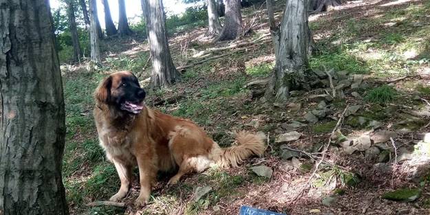 Toprağı eşeleyen köpek 14. yüzyıldan kalma hazine buldu!