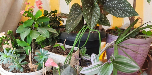 Toprak dibine 1 kaşık ekleyin! Yine durum maalesef vahim diyenler: Çiçeğinizin solgunluğuna son veriyor ve çiçek açıyor