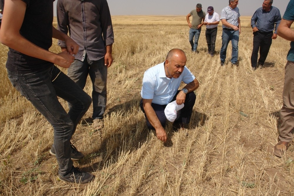 Toprak işlemesiz tarım yaygınlaşıyor 