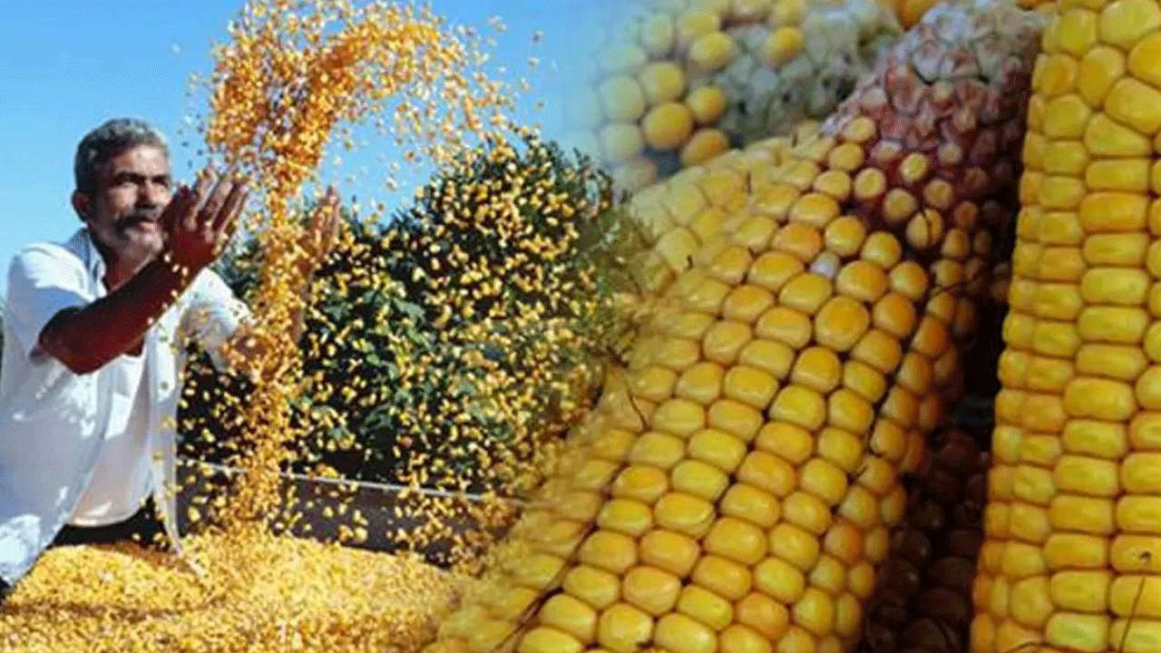 Toprak Mahsulleri Ofisi 2025 yılı mısır alım fiyatlarını açıkladı: 11 bin 300 lira