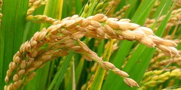 Toprak Mahsulleri Ofisi çeltik alım fiyatlarını açıkladı