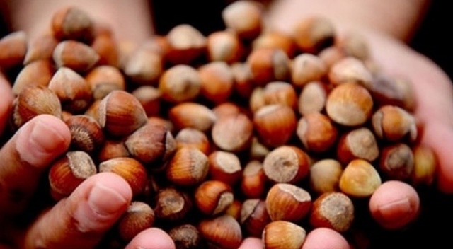 Toprak Mahsulleri Ofisi fındık için randevu almaya başladı