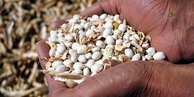 Toprak Mahsulleri Ofisi kuru fasulye alım fiyatlarını açıkladı