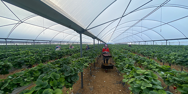 Toprak olmadan üretiliyor! Rusya, Malezya ve Singapur ısrarla Türkiye'den istemeye başladı
