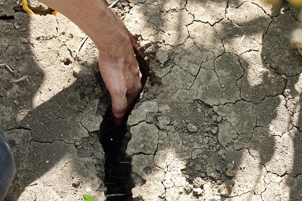 Toprak sıcaktan bu hale geldi!